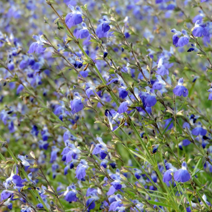 Plantes Vivaces SALVIA reptans - Sauge en vente - Myrte Cobalt en vente - Pépinière Lepage .