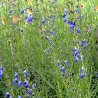 Plantes Vivaces SALVIA reptans - Sauge en vente - Myrte Cobalt en vente - Pépinière Lepage .