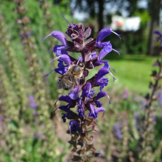 Plantes Vivaces SALVIA sylvestris 'Rhapsody in Blue' - Sauge en vente - Pépinière Lepage .
