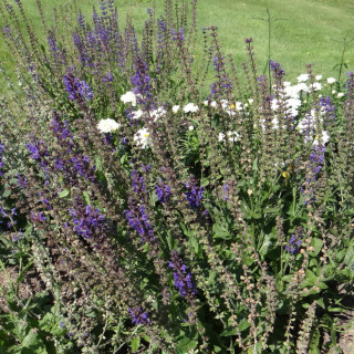 Plantes Vivaces SALVIA sylvestris 'Rhapsody in Blue' - Sauge en vente - Pépinière Lepage .