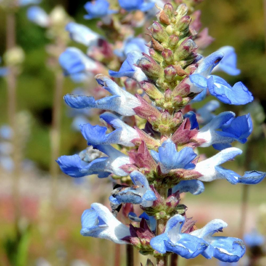 Plantes Vivaces SALVIA uliginosa - Sauge en vente - Sauge des marais en vente - Pépinière Lepage .