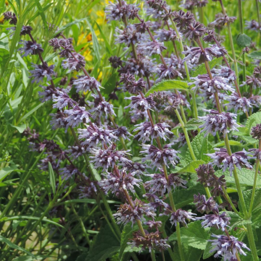 Plantes Vivaces SALVIA verticillata 'Hannay's Blue' - Sauge en vente - Pépinière Lepage .