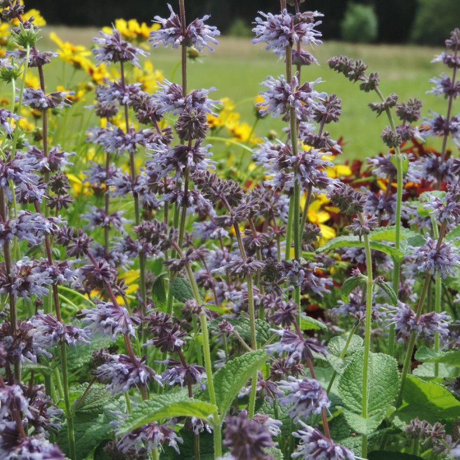 Plantes Vivaces SALVIA verticillata 'Hannay's Blue' - Sauge en vente - Pépinière Lepage .