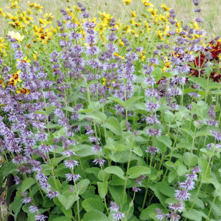 Plantes Vivaces SALVIA verticillata 'Hannay's Blue' - Sauge en vente - Pépinière Lepage .