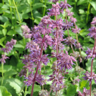 SALVIA verticillata 'Purple Rain'
