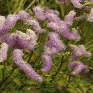 Plantes Vivaces SANGUISORBA hakusanensis 'Pink Brushes' - Pimprenelle en vente - Sanguisorbe en vente - Pépinière Lepage .