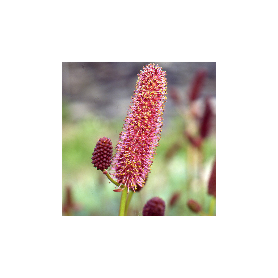 Plantes Vivaces SANGUISORBA menziesii - Sanguisorbe en vente - Pépinière Lepage .