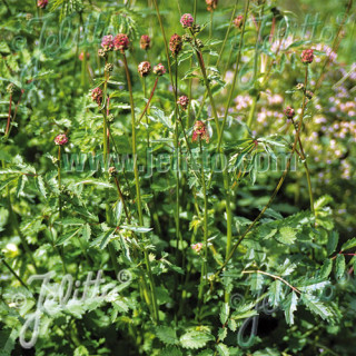 Plantes Vivaces SANGUISORBA minor - Sanguisorbe en vente - Pimprenelle en vente - Pépinière Lepage .