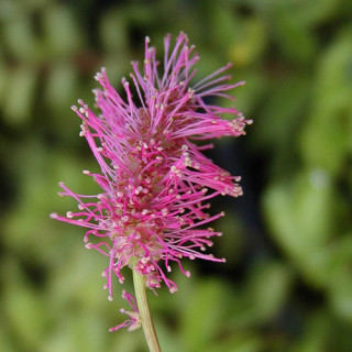 SANGUISORBA obtusa