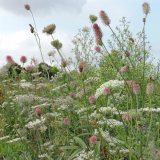Plantes Vivaces SANGUISORBA officinalis 'Pink Tanna' en vente - Pépinière Lepage .