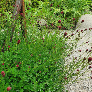 SANGUISORBA officinalis 'Tanna'
