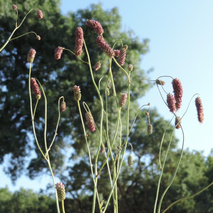 Plantes Vivaces SANGUISORBA tenuifolia 'Pink Elephant' en vente - Pépinière Lepage .