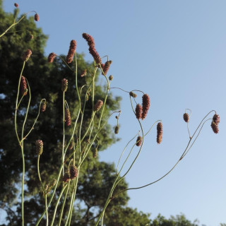Plantes Vivaces SANGUISORBA tenuifolia 'Pink Elephant' en vente - Pépinière Lepage .