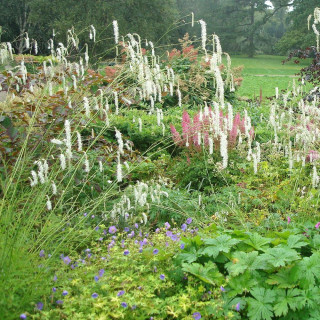 Plantes Vivaces SANGUISORBA tenuifolia var. alba - Sanguisorbe en vente - Pépinière Lepage .