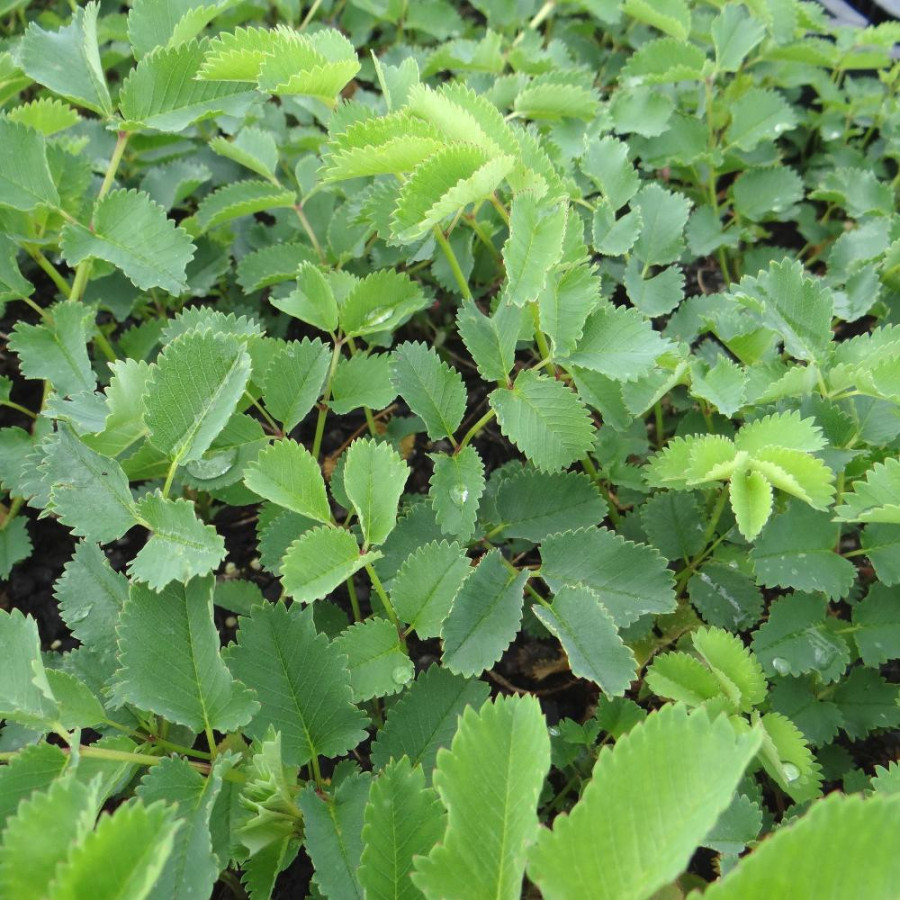 Plantes Vivaces SANGUISORBA tenuifolia var. alba - Sanguisorbe en vente - Pépinière Lepage .