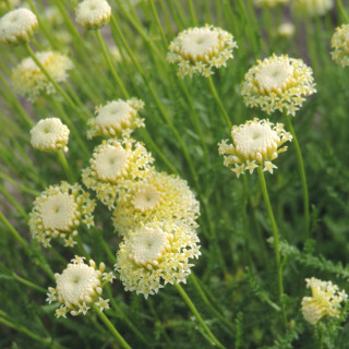 Plantes Vivaces SANTOLINA chamaecyparissus var. lindavica - Santoline en vente - Pépinière Lepage .