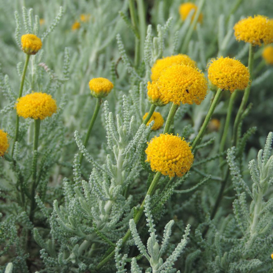 Plantes Vivaces SANTOLINA pinnata - Santoline en vente - Pépinière Lepage .