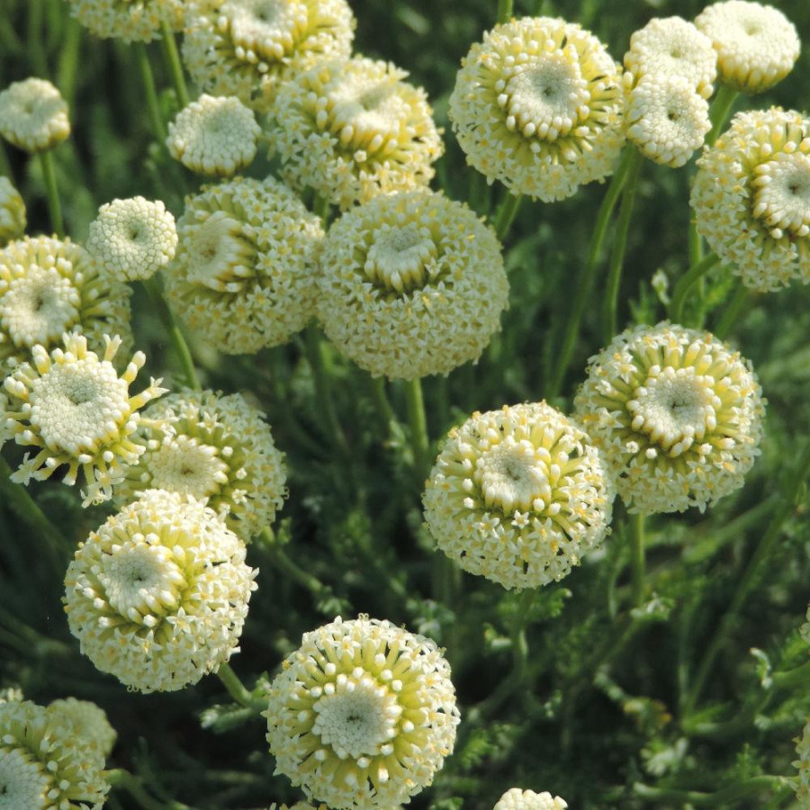 Plantes Vivaces SANTOLINA pinnata subsp. neapolitana 'Edward Bowles' - Santoline en vente - Pépinière Lepage .