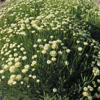 Plantes Vivaces SANTOLINA pinnata subsp. neapolitana 'Edward Bowles' - Santoline en vente - Pépinière Lepage .