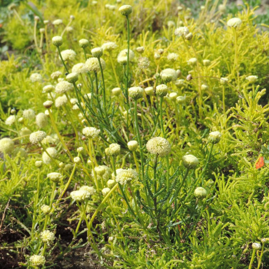 Plantes Vivaces SANTOLINA rosmarinifolia 'Lemon Fizz' - Santoline en vente - Pépinière Lepage .