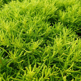 Plantes Vivaces SANTOLINA rosmarinifolia 'Lemon Fizz' - Santoline en vente - Pépinière Lepage .