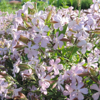 SAPONARIA lempergii 'Max Frei'