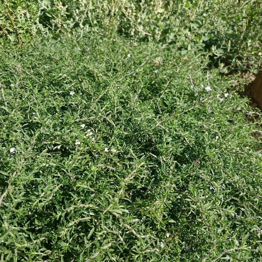 Plantes Vivaces SATUREJA spicigera - Sarriette vivace en vente - Pépinière Lepage .