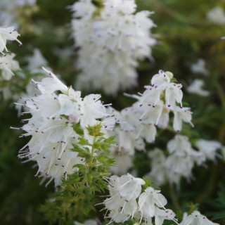 Plantes Vivaces SATUREJA spicigera - Sarriette vivace en vente - Pépinière Lepage .