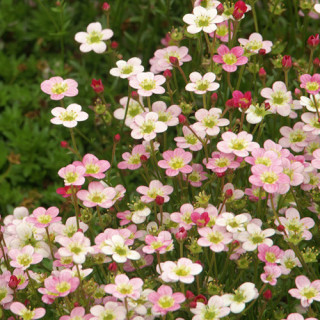 Plantes Vivaces SAXIFRAGA arendsii 'Ware's Crimson' - Saxifrage en vente - Pépinière Lepage .
