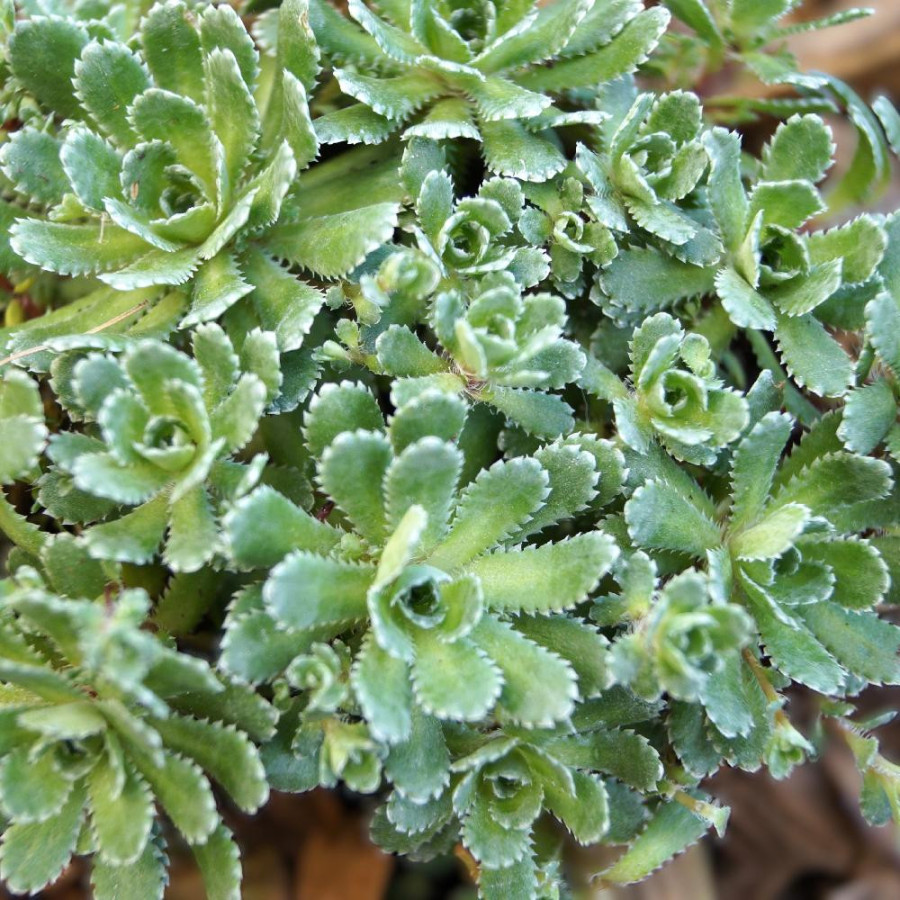 Plantes Vivaces SAXIFRAGA paniculata var. minutifolia - Saxifrage en vente - Pépinière Lepage .