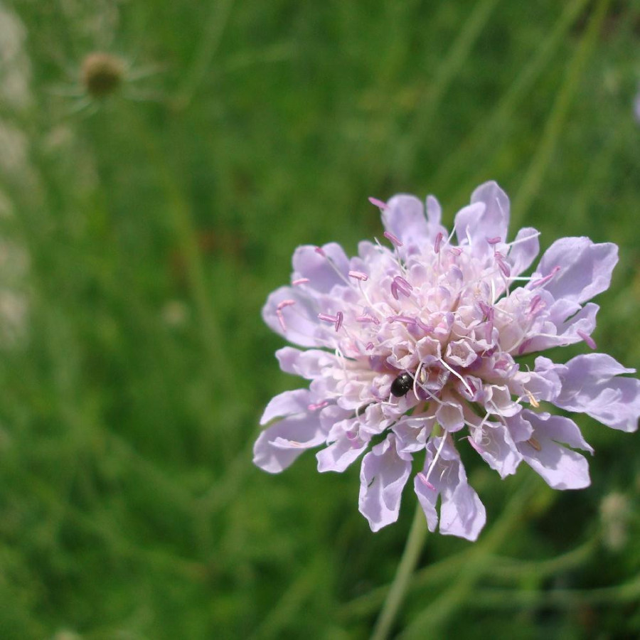 Plantes Vivaces SCABIOSA canescens - Scabieuse blanchâtre en vente - Scabieuse odorante en vente - Pépinière Lepage .