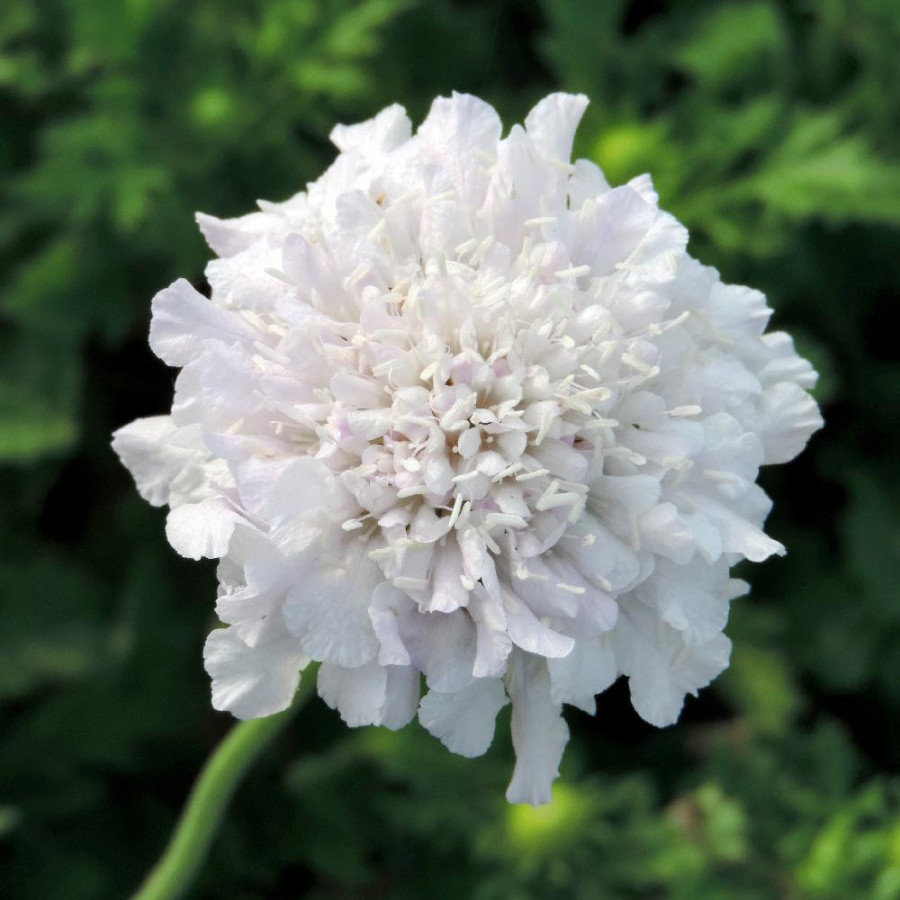Plantes Vivaces SCABIOSA columbaria 'Flutter Pure White' ® - Scabieuse en vente - Pépinière Lepage .