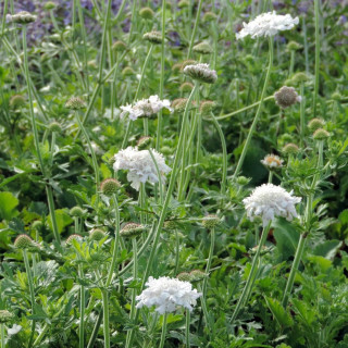 Plantes Vivaces SCABIOSA columbaria 'Flutter Pure White' ® - Scabieuse en vente - Pépinière Lepage .