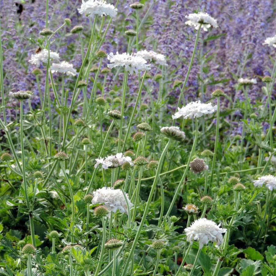 Plantes Vivaces SCABIOSA columbaria 'Flutter Pure White' ® - Scabieuse en vente - Pépinière Lepage .