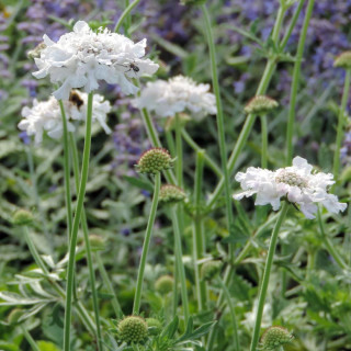 Plantes Vivaces SCABIOSA columbaria 'Flutter Pure White' ® - Scabieuse en vente - Pépinière Lepage .