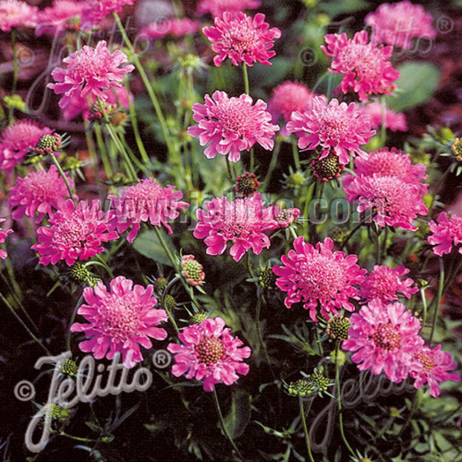 Plantes Vivaces SCABIOSA columbaria 'Pincushion Pink' - Scabieuse en vente - Pépinière Lepage .