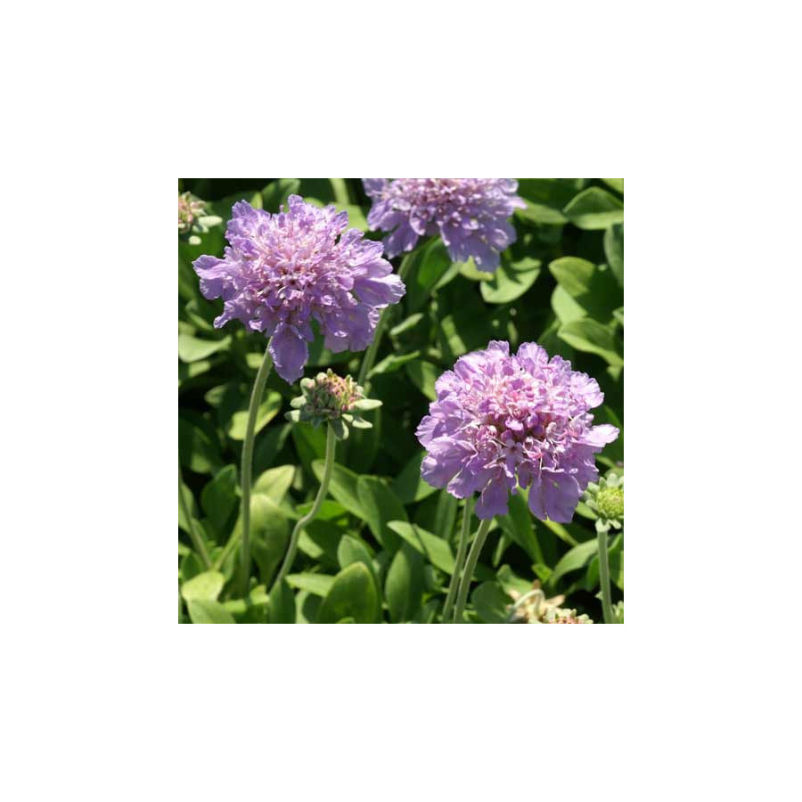 Plantes Vivaces SCABIOSA cretica - Scabieuse de Crète en vente - Pépinière Lepage .