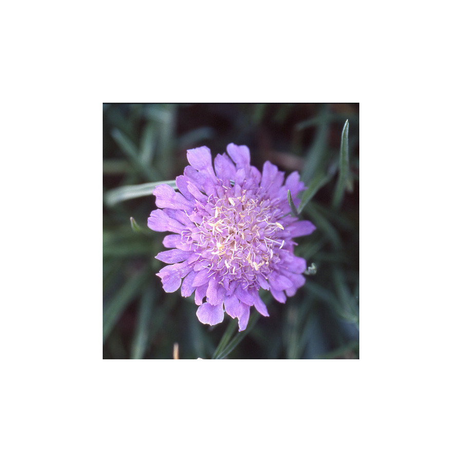 Plantes Vivaces SCABIOSA graminifolia - Scabieuse en vente - Pépinière Lepage .
