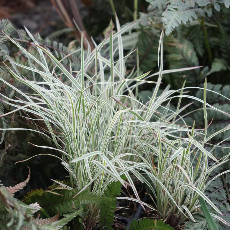 Plantes Vivaces SCHIZACHYRIUM scoparium 'Chameleon' ® en vente - Pépinière Lepage .