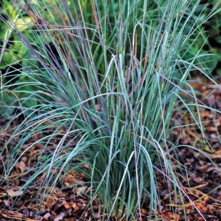 Plantes Vivaces SCHIZACHYRIUM scoparium 'Prairies Blues' - SCHIZACHYRIUM à balais en vente - Pépinière Lepage .