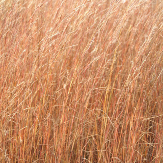 Plantes Vivaces SCHIZACHYRIUM scoparium (Andropogon) en vente - Pépinière Lepage .