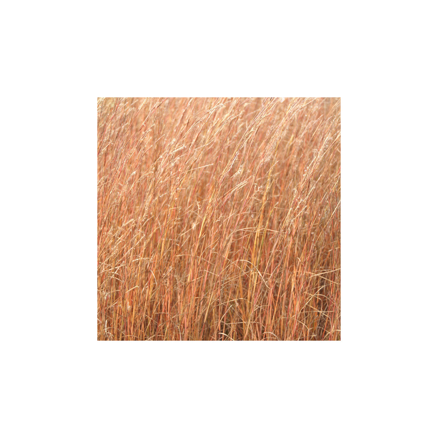 Plantes Vivaces SCHIZACHYRIUM scoparium (Andropogon) en vente - Pépinière Lepage .