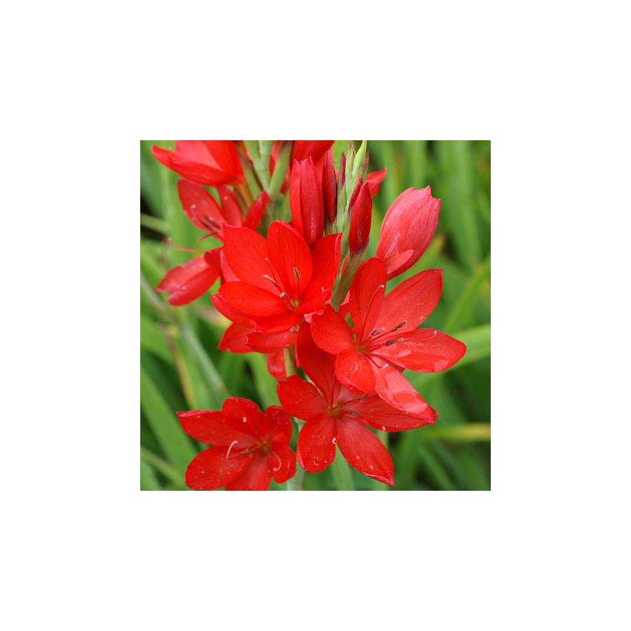 Plantes Vivaces SCHIZOSTYLIS coccinea - Lis des Cafres en vente - Pépinière Lepage .