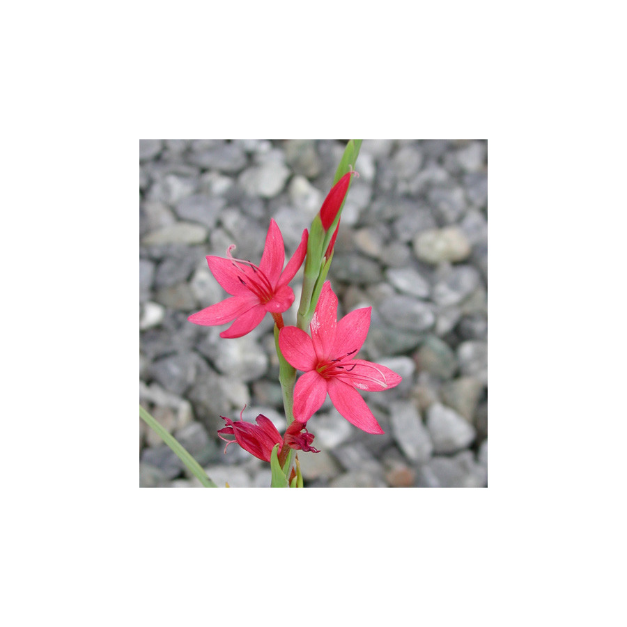 Plantes Vivaces SCHIZOSTYLIS coccinea 'Major' - Lis des Cafres en vente - Pépinière Lepage .