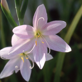 Plantes Vivaces SCHIZOSTYLIS coccinea 'Mrs Hegarty' - Lis des Cafres en vente - Pépinière Lepage .