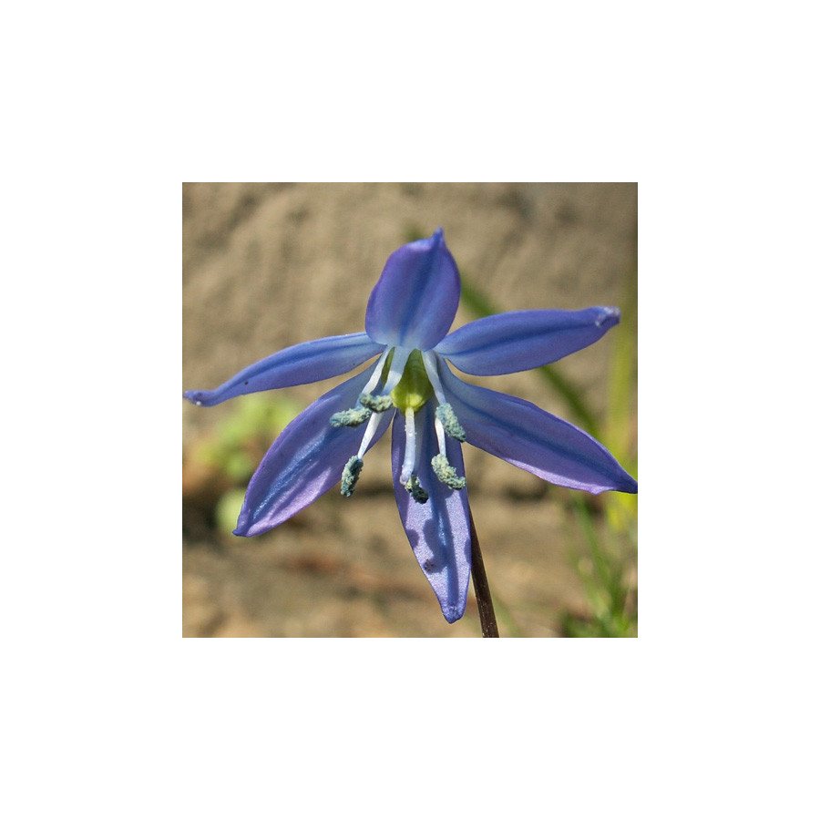Plantes Vivaces SCILLA siberica - Scille de sibérie en vente - Pépinière Lepage .
