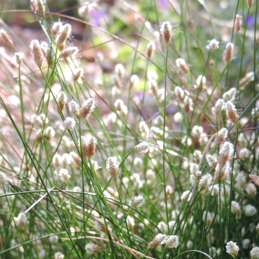 Plantes Vivaces SCIRPUS cernuus en vente - Pépinière Lepage .
