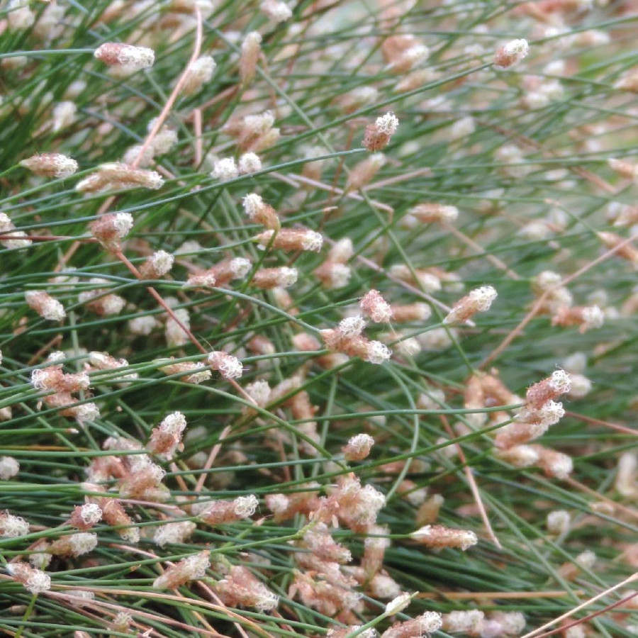 Plantes Vivaces SCIRPUS cernuus en vente - Pépinière Lepage .