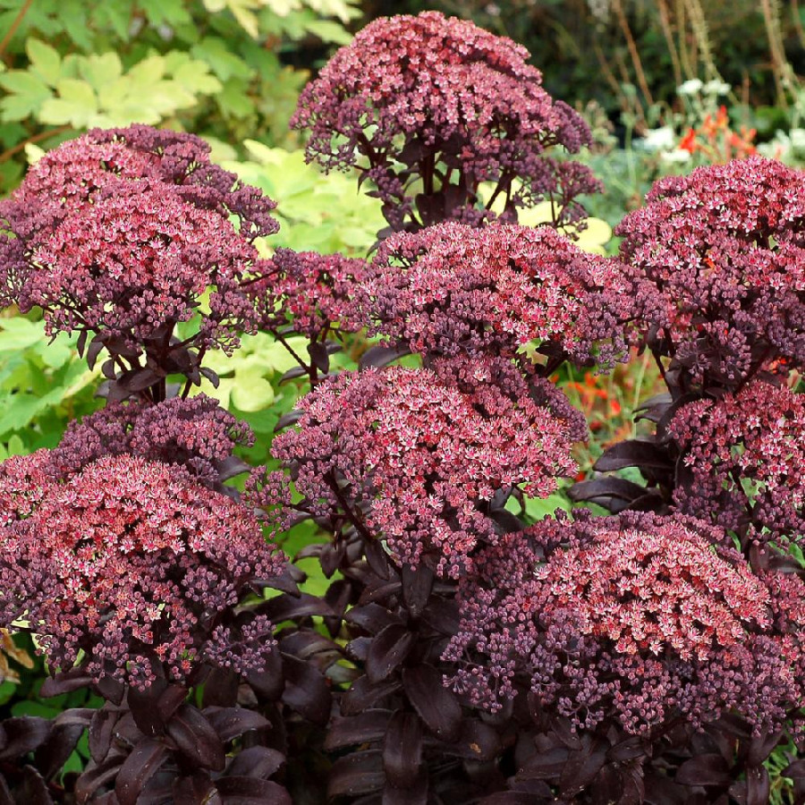 Plantes Vivaces SEDUM 'Dark Magic' ® en vente - Pépinière Lepage .