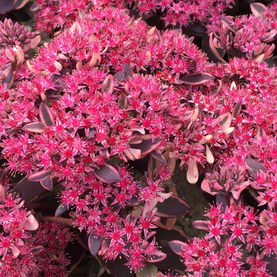 SEDUM 'Dream Dazzler' ® (SunSparkler Series)